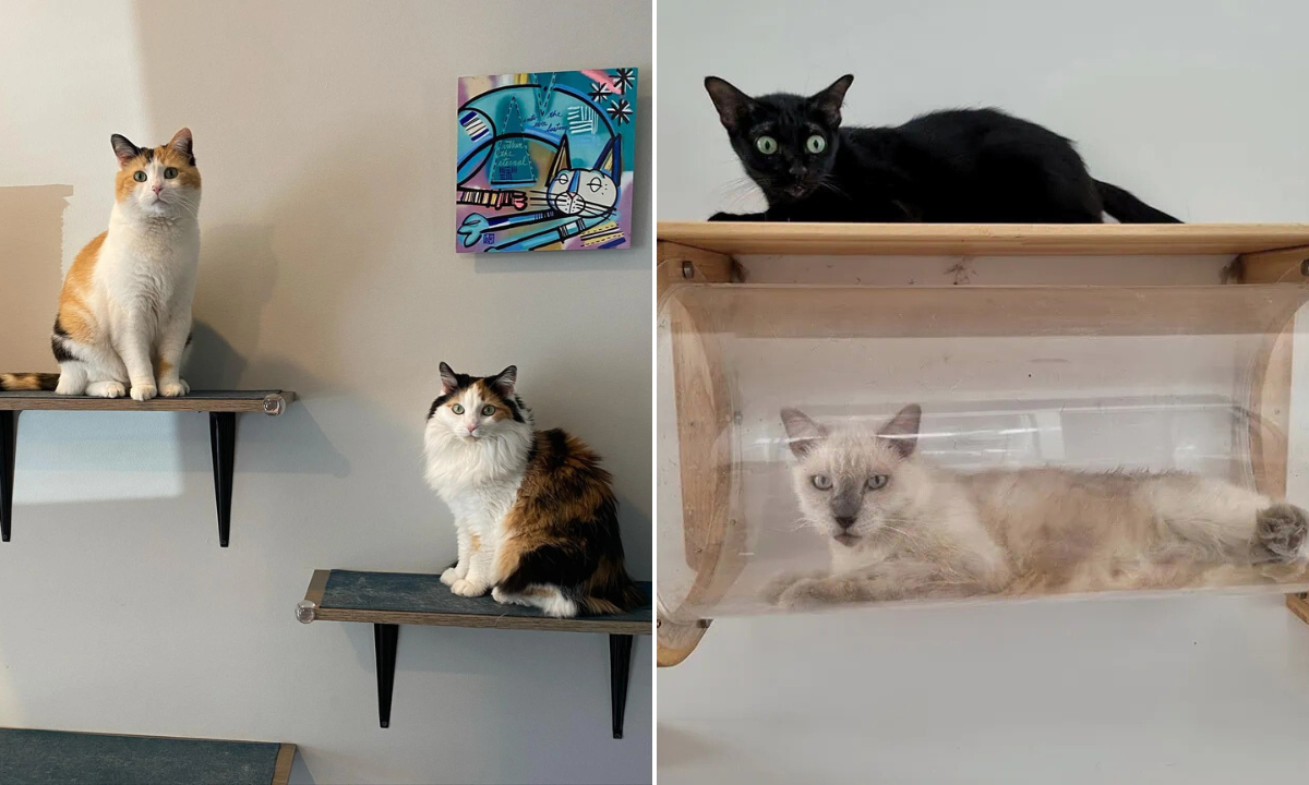 25 DIY Cat Shelves Ideas: Create the Perfect Playground for Your Cat