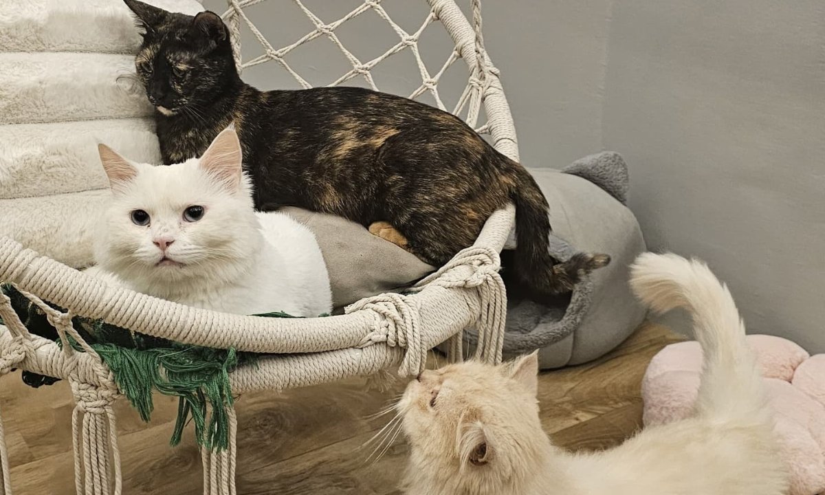 30 DIY Cat Hammock Ideas for 2025