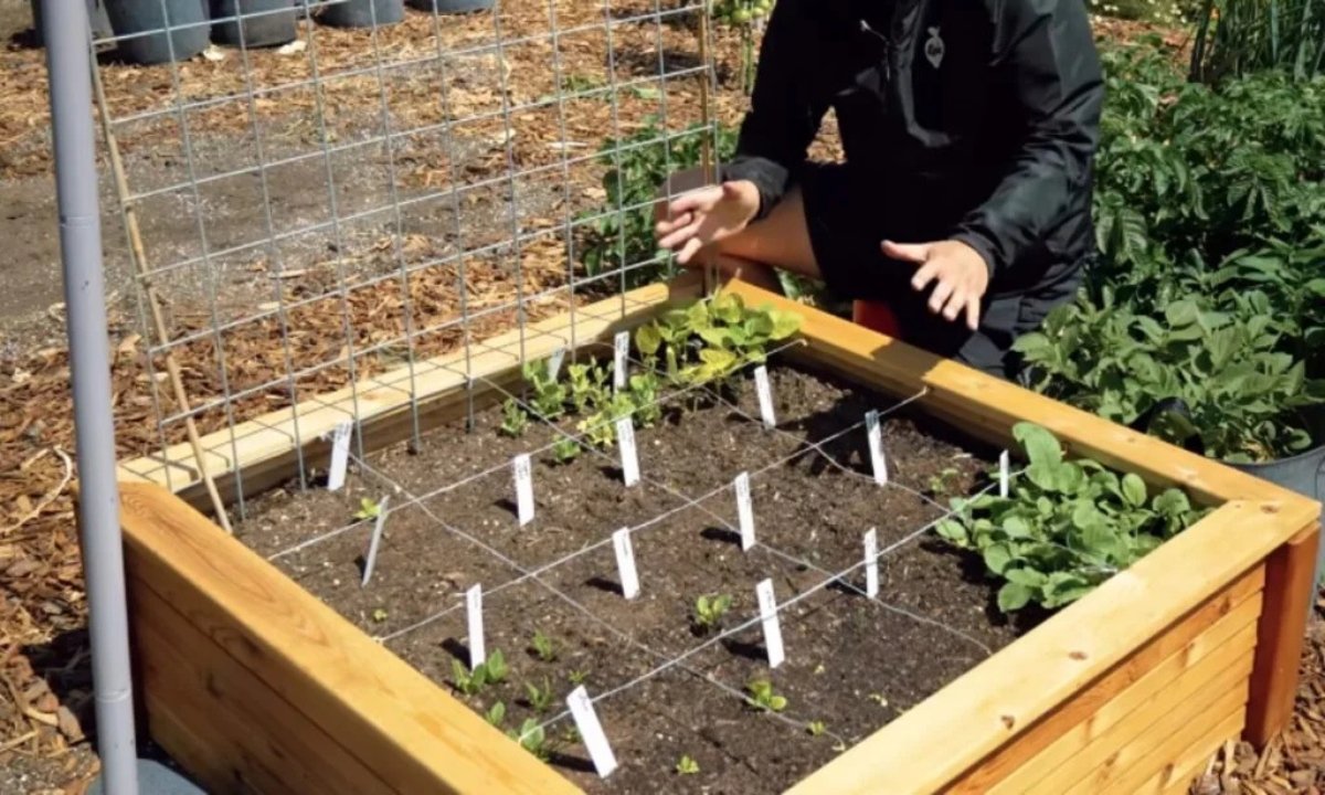 How to Build a Raised Garden Bed Step By Step